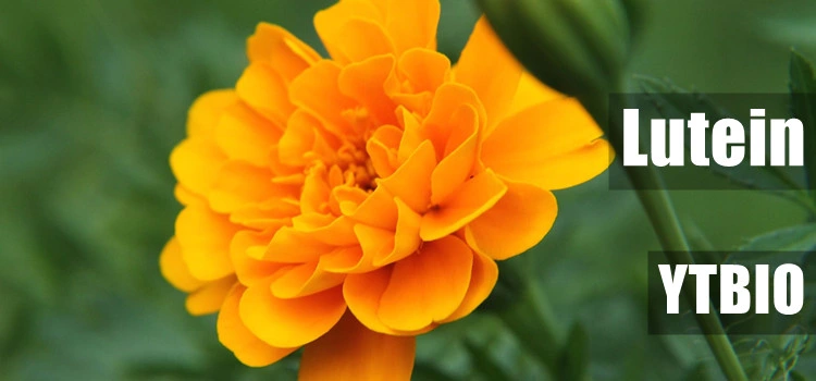 Natural Marigold Extract 20% Lutein Powder CAS 127-40-2 Xanthophyll